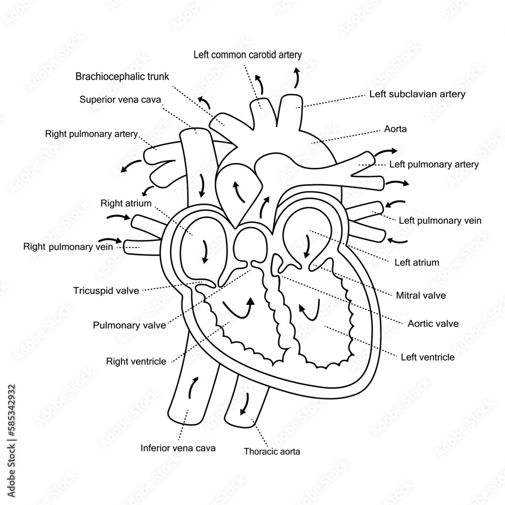 Obraz premium Diagram real human heart anotomy flat icon isolated on white background.Design for logo.Using for clipart.Concept for medical health care.Vector.Illustration.