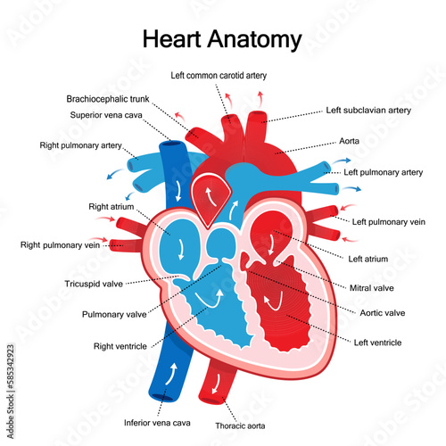 Diagram real human heart anotomy flat icon isolated on white background.Design for logo.Using for clipart.Concept for medical health care.Vector.Illustration.