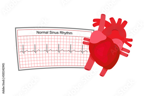 Real heart anatomy and normal EKg strip isolated on white background, medical health care concept, vector, illustration. photo