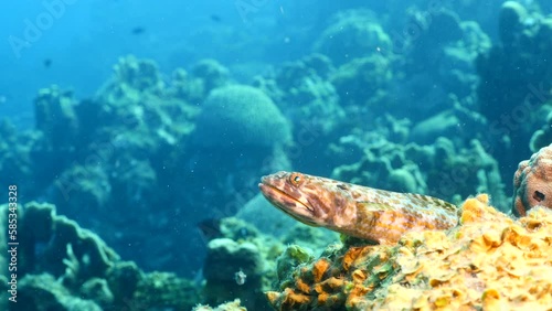 Seascape with Lizardfish, Sanddiver in the coral reef of the Caribbean Sea photo