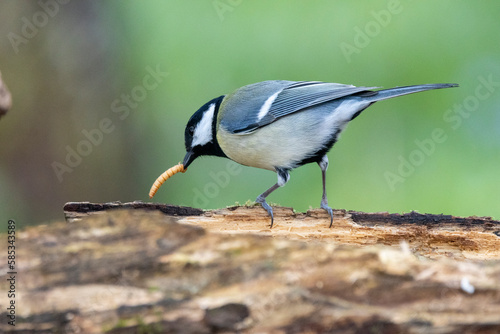 Kohlmeise (Parus major)