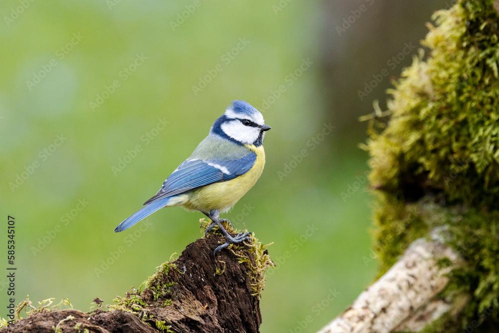 Obraz premium Blaumeise&nbsp;(Cyanistes caeruleu)