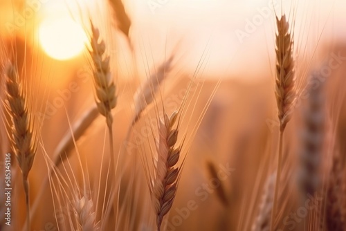A breathtaking ultrarealistic upclose minimalistic photo of wheat, captured with soft dramatic sunset colors in boho style, created by Generative AI.