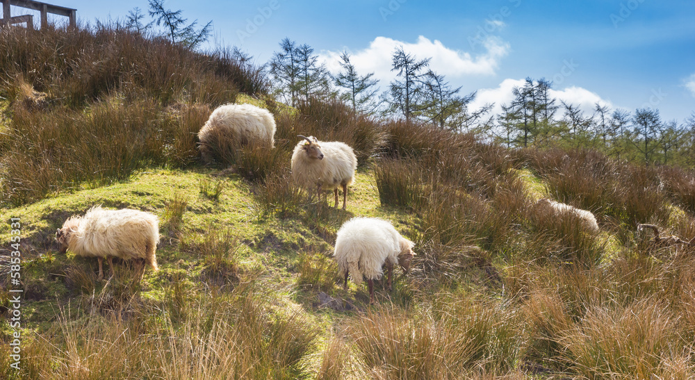 Fototapeta premium Sheep on the hill of the nature area Duurswouderheide, Netherlands