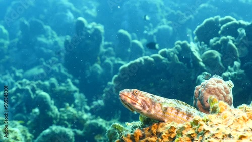 Seascape with Lizardfish, Sanddiver in the coral reef of the Caribbean Sea photo