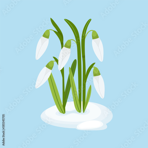 Snowdrops. Spring flowers. Vector illustration