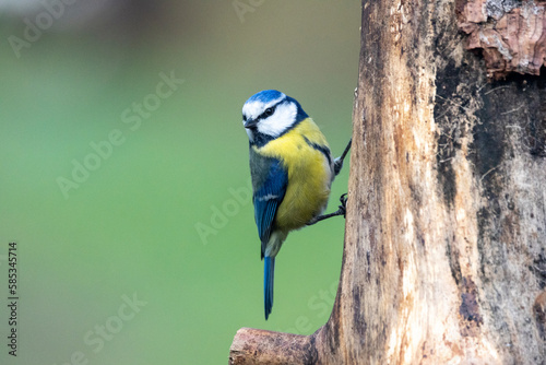 Blaumeise (Cyanistes caeruleu) © Lothar Lenz