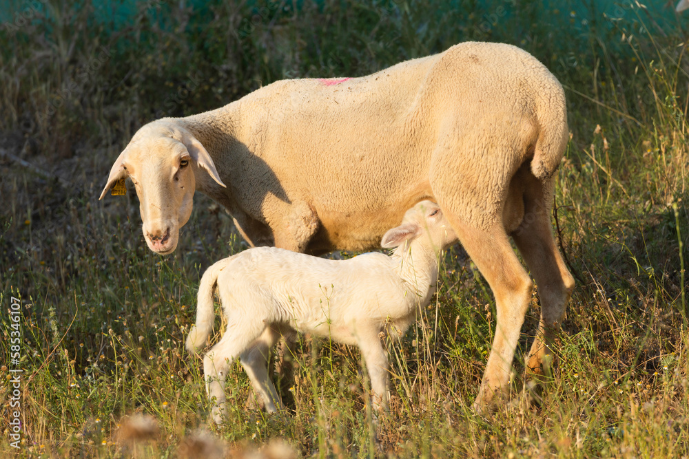 A suckling lamb, drinking milk from its mother, in an outdoor pen, located in a village in Aragon, Spain. They are bred to produce cheese and meat A suckling lamb, drinking milk from its mother, in an outdoor pen, located in a village in Aragon, Spain. They are bred to produce cheese and meat