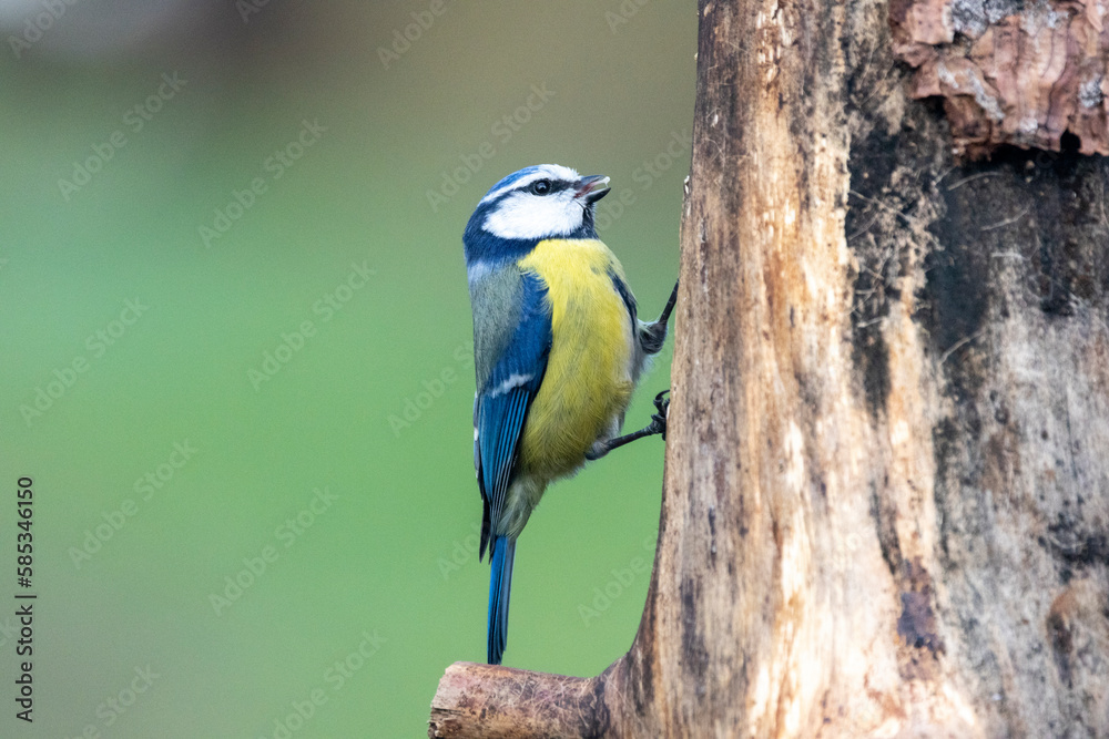 Blaumeise (Cyanistes caeruleu) Blaumeise (Cyanistes caeruleu)