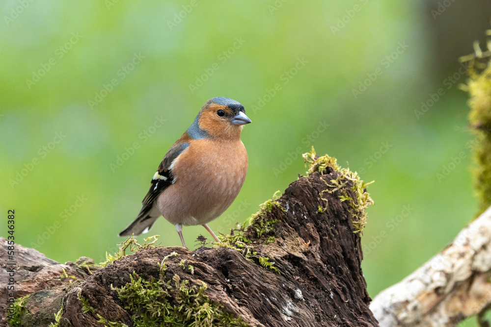 Fototapeta premium Buchfink&nbsp;(Fringilla coelebs)
