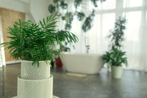 A chamedorea elegans plant in a pot on the background of the bathroom. photo