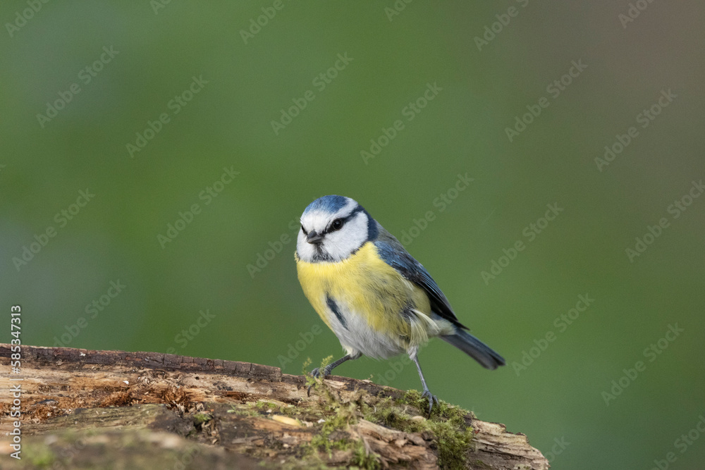 Fototapeta premium Blaumeise (Cyanistes caeruleu)