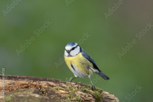 Blaumeise (Cyanistes caeruleu)