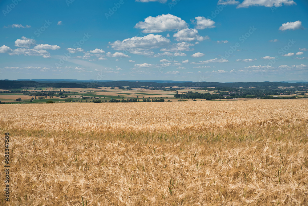 Reife Gerstenfelder in Oberfrranken Deutschland Reife Gerstenfelder in Oberfrranken Deutschland