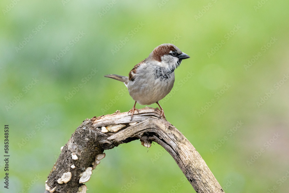 Haussperling (Passer domesticus) Haussperling (Passer domesticus)