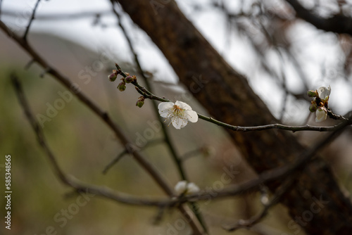 Plum blossoms on a plum tree, news of spring