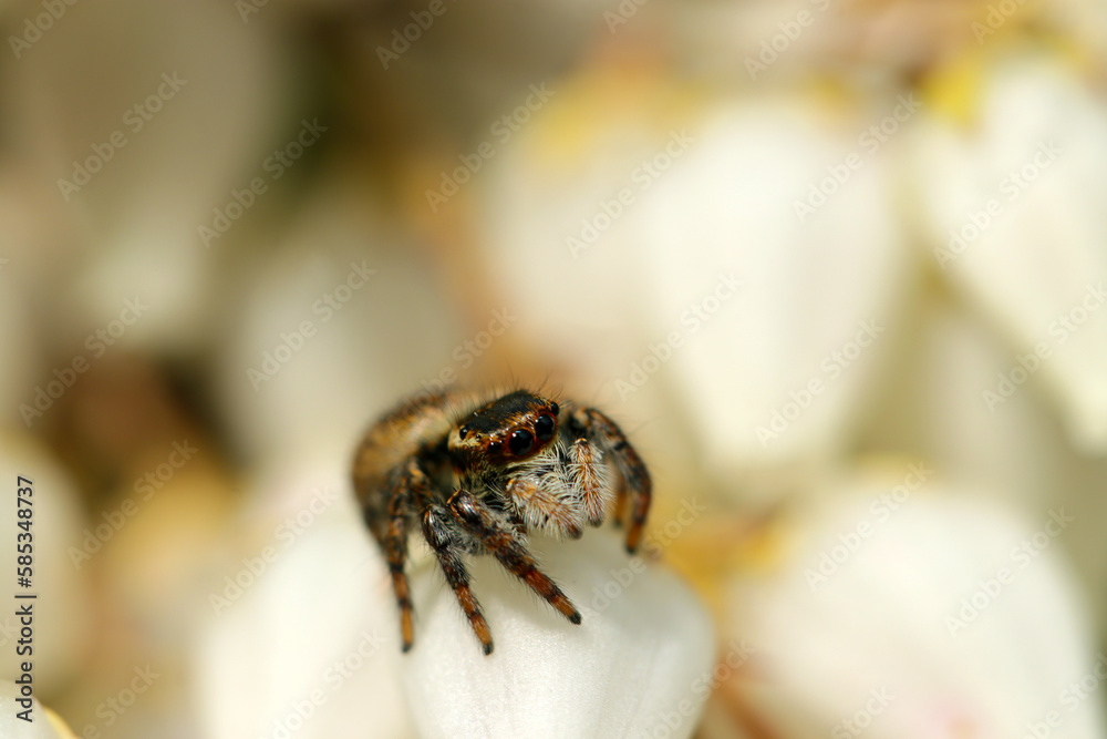 Obraz premium Cat Jumping spider (Nekohaetori spider) sitting on the flowerhead of white Japanese andromeda. Ecological close up macro photograph.