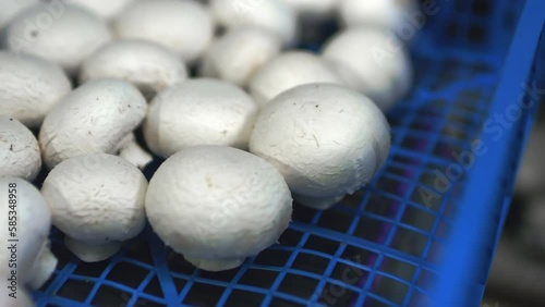 Hand in a rubber glove picking up fresh harvest of champignons into containers on a mushroom growing plant. Products for vegetarians. Healthy food without GMOs. Agricultural production, agribusiness. photo