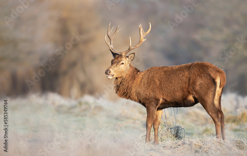 Close up of a Red deer stag in winter