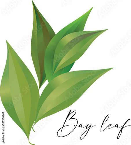 Vector set. Bay leaf. Green leaves on white background. Vector illustration