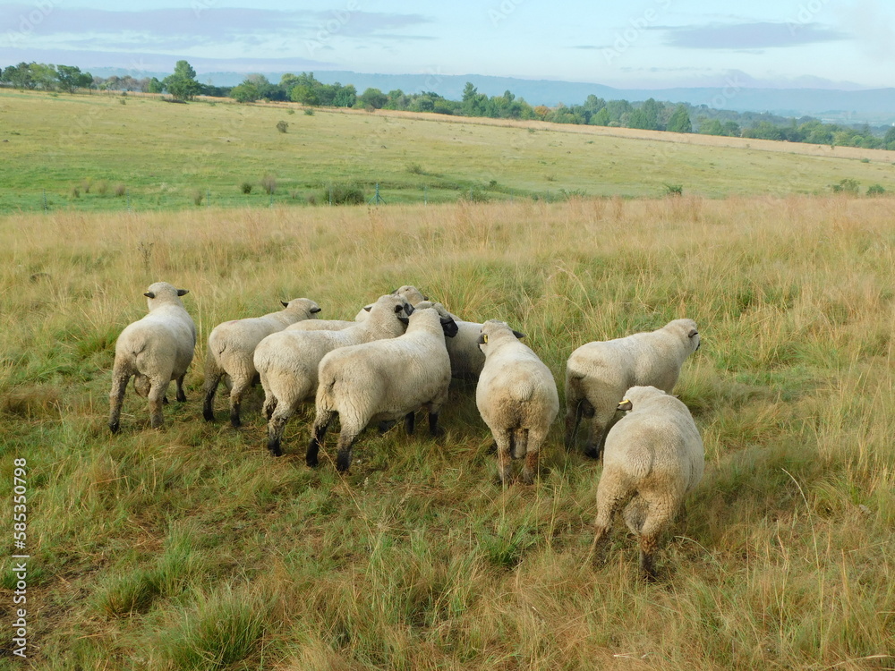 A flock of Hampshire Down Stud Rams standing in a line on a hilltop of a grassland in the countryside under a blue sky with rippled white puffy clouds. Spectacular landscape with livestock animals. A flock of Hampshire Down Stud Rams standing in a line on a hilltop of a grassland in the countryside under a blue sky with rippled white puffy clouds. Spectacular landscape with livestock animals.