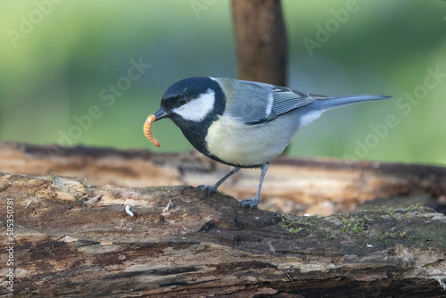 Kohlmeise (Parus major)