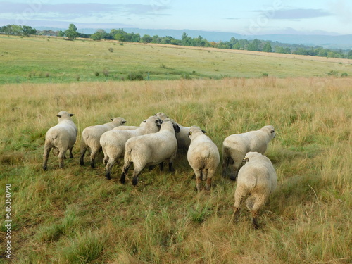 A flock of Hampshire Down Stud Rams standing in a line on a hilltop of a grassland in the countryside under a blue sky with rippled white puffy clouds. Spectacular landscape with livestock animals.