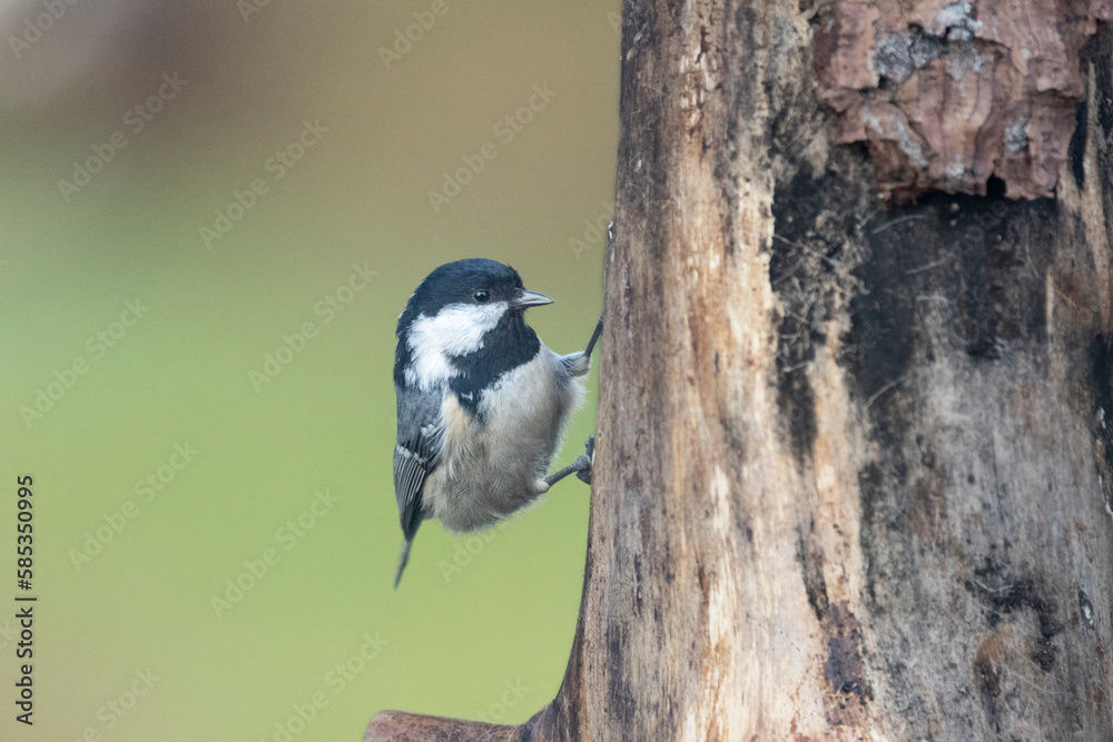 Fototapeta premium Tannenmeise (Periparus ater)