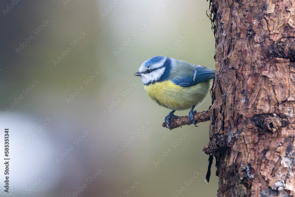 Obraz premium Blaumeise&nbsp;(Cyanistes caeruleu)