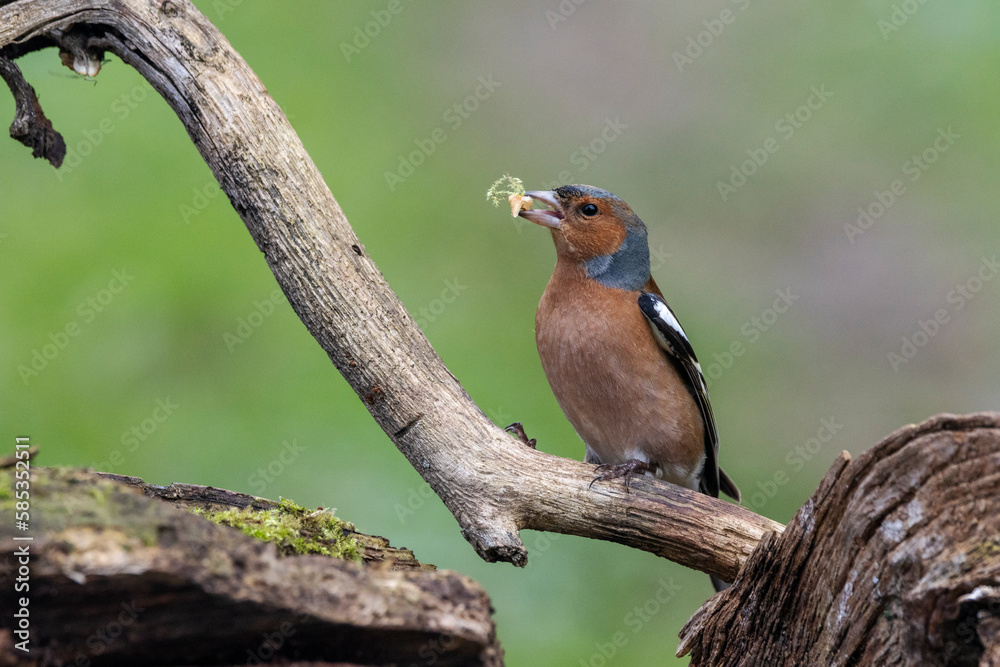 Naklejka premium Buchfink&nbsp;(Fringilla coelebs)