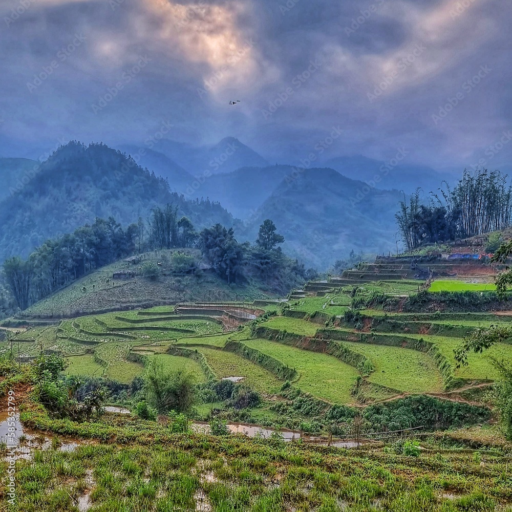 Vietnam Sapa Reisfelder