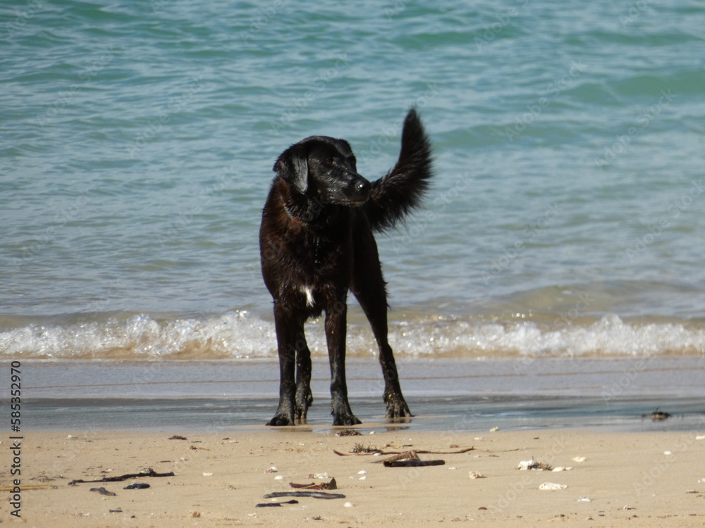dog, animal, black, pet, puppy, labrador, beach, canine, retriever, cute, mammal, breed, sand, domestic, water, portrait, isolated, dogs, pets, young, wet dog, animal, black, pet, puppy, labrador, beach, canine, retriever, cute, mammal, breed, sand, domestic, water, portrait, isolated, dogs, pets, young, wet