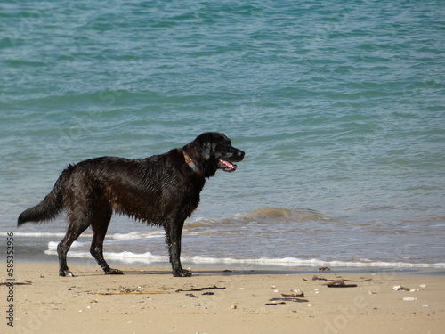 dog, animal, black, pet, puppy, labrador, beach, canine, retriever, cute, mammal, breed, sand, domestic, water, portrait, isolated, dogs, pets, young, wet