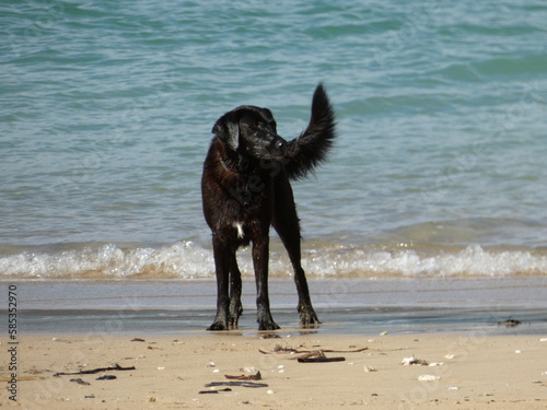 dog, animal, black, pet, puppy, labrador, beach, canine, retriever, cute, mammal, breed, sand, domestic, water, portrait, isolated, dogs, pets, young, wet