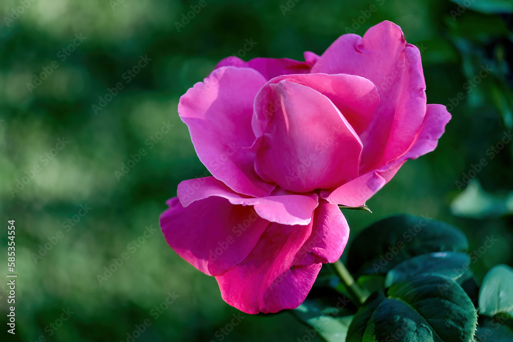 pink rose flower