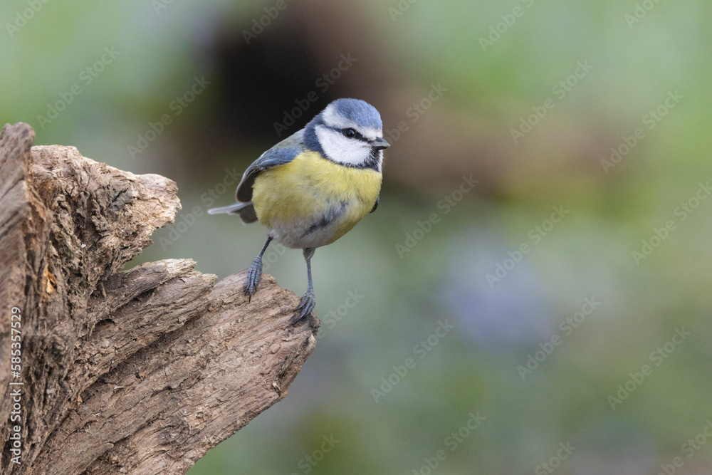 Fototapeta premium Blaumeise (Cyanistes caeruleu)