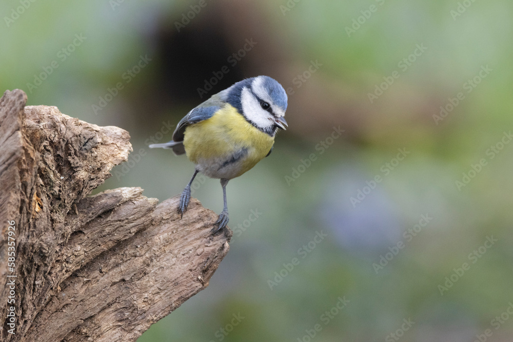 Obraz premium Blaumeise&nbsp;(Cyanistes caeruleu)