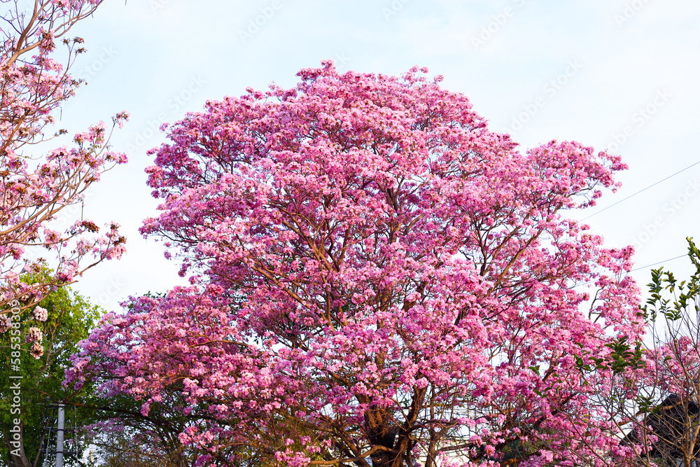 Spring Cherry blossoms, pink flowers. Beautiful nature spring background with a branch of blooming Spring Cherry blossoms, pink flowers. Beautiful nature spring background with a branch of blooming