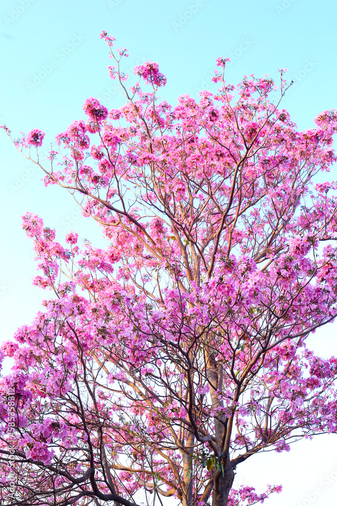 Spring Cherry blossoms, pink flowers. Beautiful nature spring background with a branch of blooming Spring Cherry blossoms, pink flowers. Beautiful nature spring background with a branch of blooming