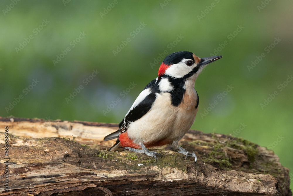 Buntspecht (Dendrocopos major)