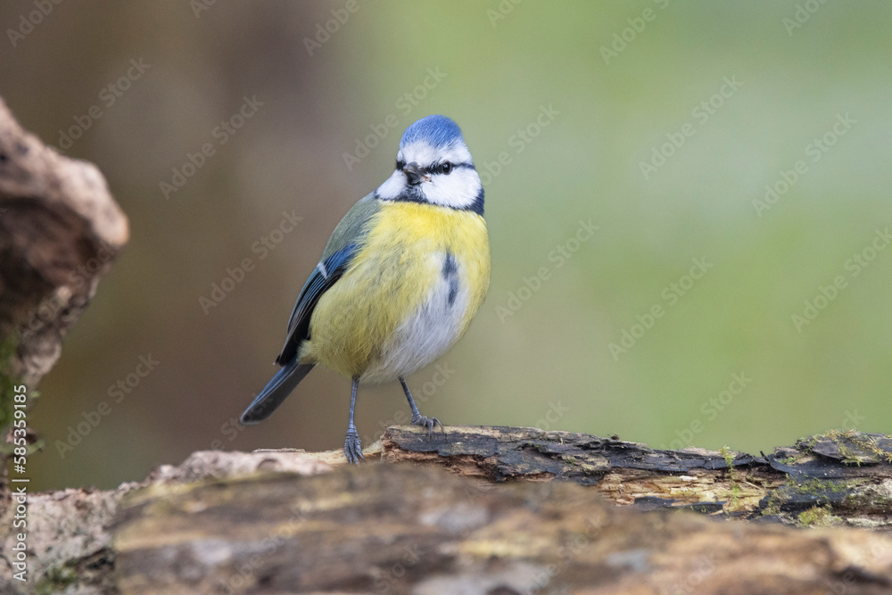 Obraz premium Blaumeise&nbsp;(Cyanistes caeruleu)