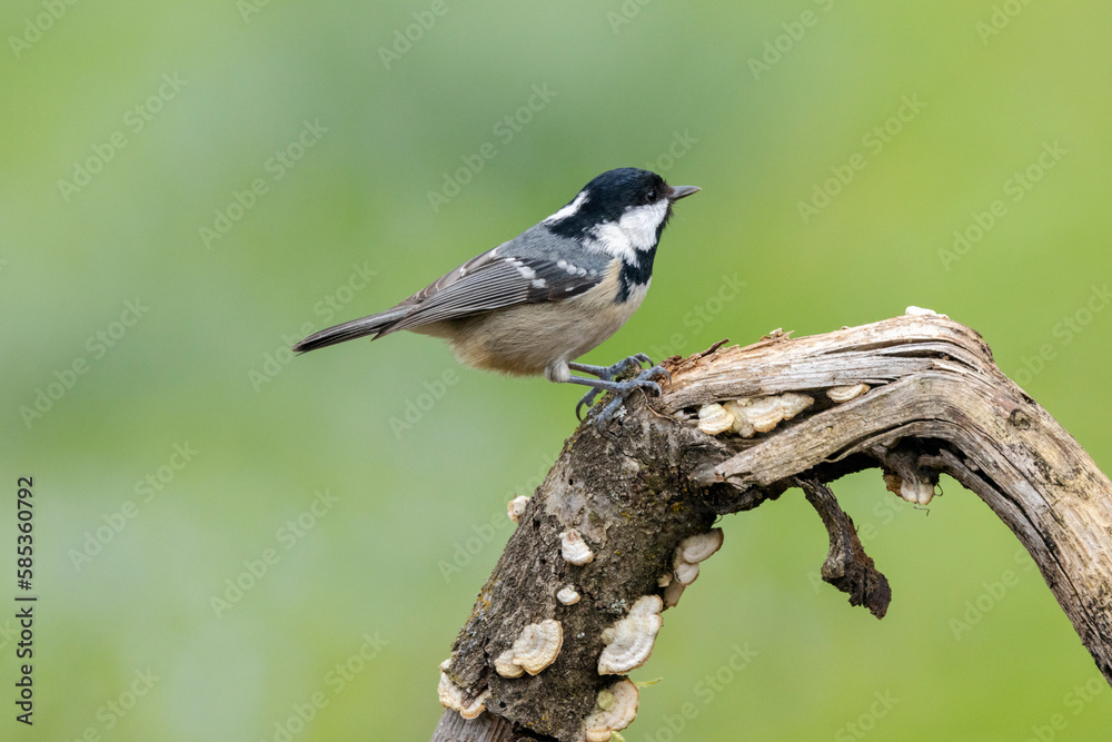 Tannenmeise (Periparus ater) Tannenmeise (Periparus ater)