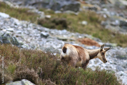 Isard des Pyrénées à la sortie de l'hiver