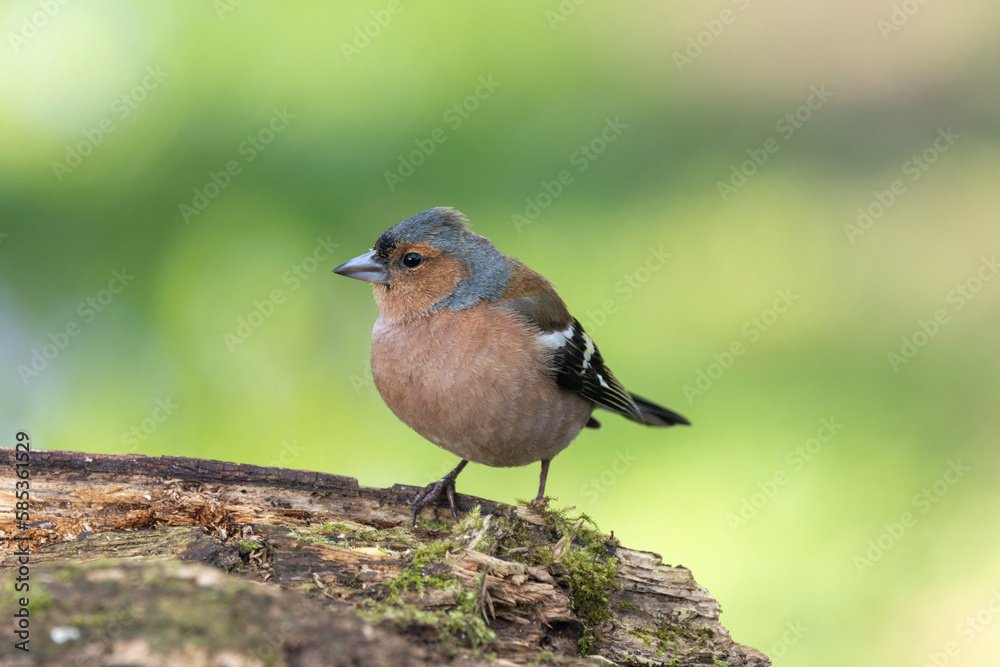 Fototapeta premium Buchfink&nbsp;(Fringilla coelebs)