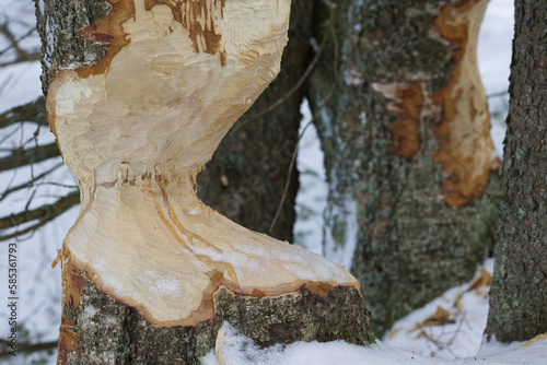 Beaver activity in the landscape.