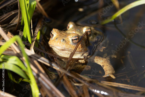 Erdkröte (Bufo bufo)