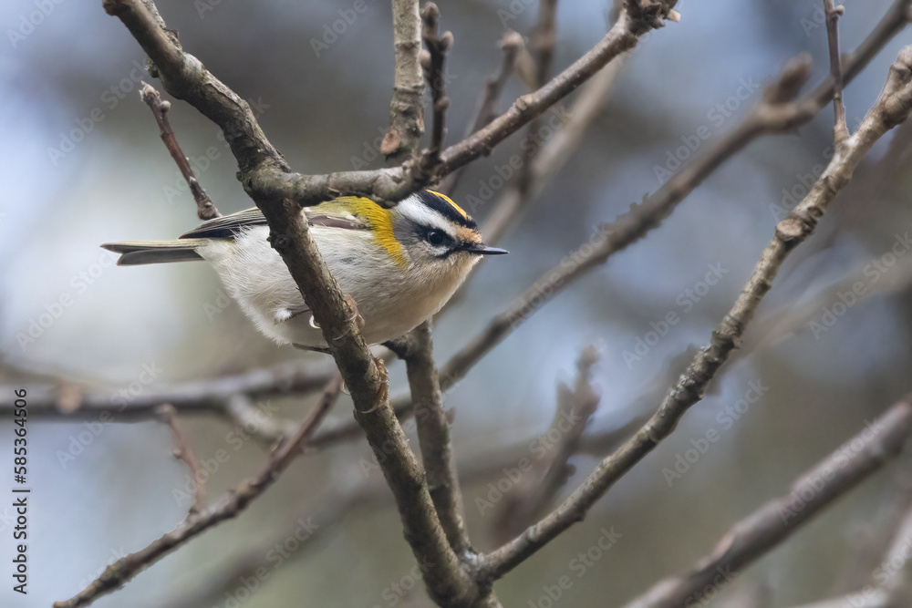 Fototapeta premium Schwanzmeise (Aegithalos caudatus)