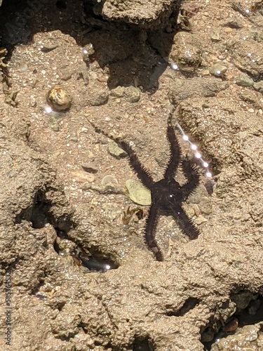 starfish on the rock