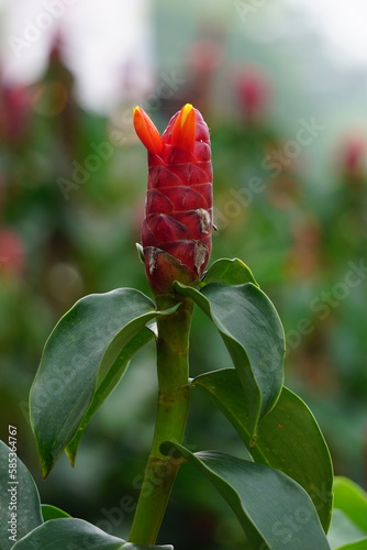Costus woodsonii (Red Button Ginger, Costa Rica, dwarf cone ginger, Indian head ginger, Panama candle plant, red cane, scarlet spiral flag) flower. This plant uses to treat scabies and sores photo