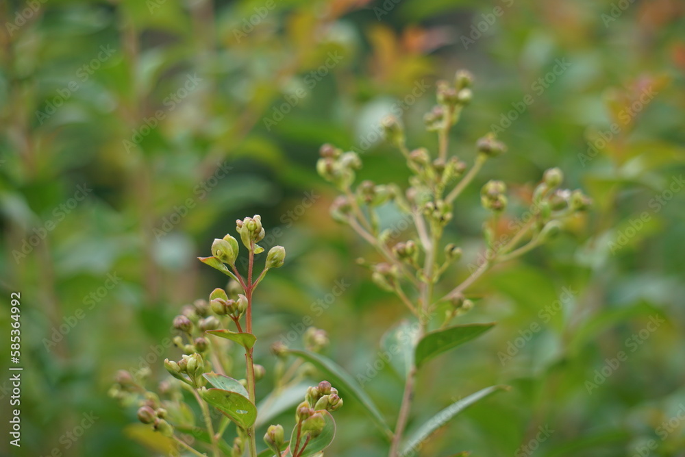 Lagerstroemia indica (Also known crape myrtle, crepe myrtle, queen crape myrtle, bungur, jarul, banaba). This plant are often planted both privately and commercially as ornamentals.